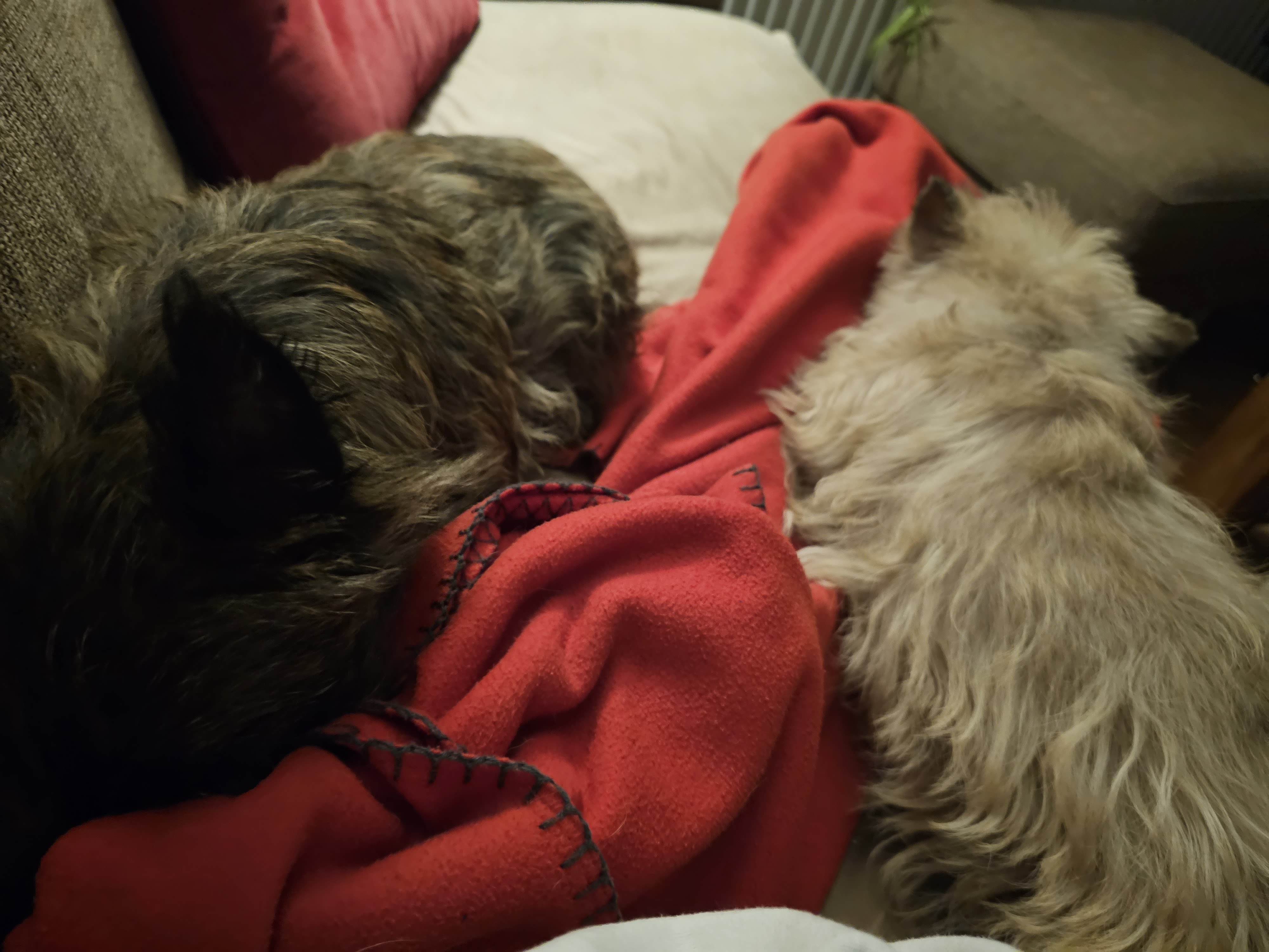 Vun Attilbrigga Cairn Terrier