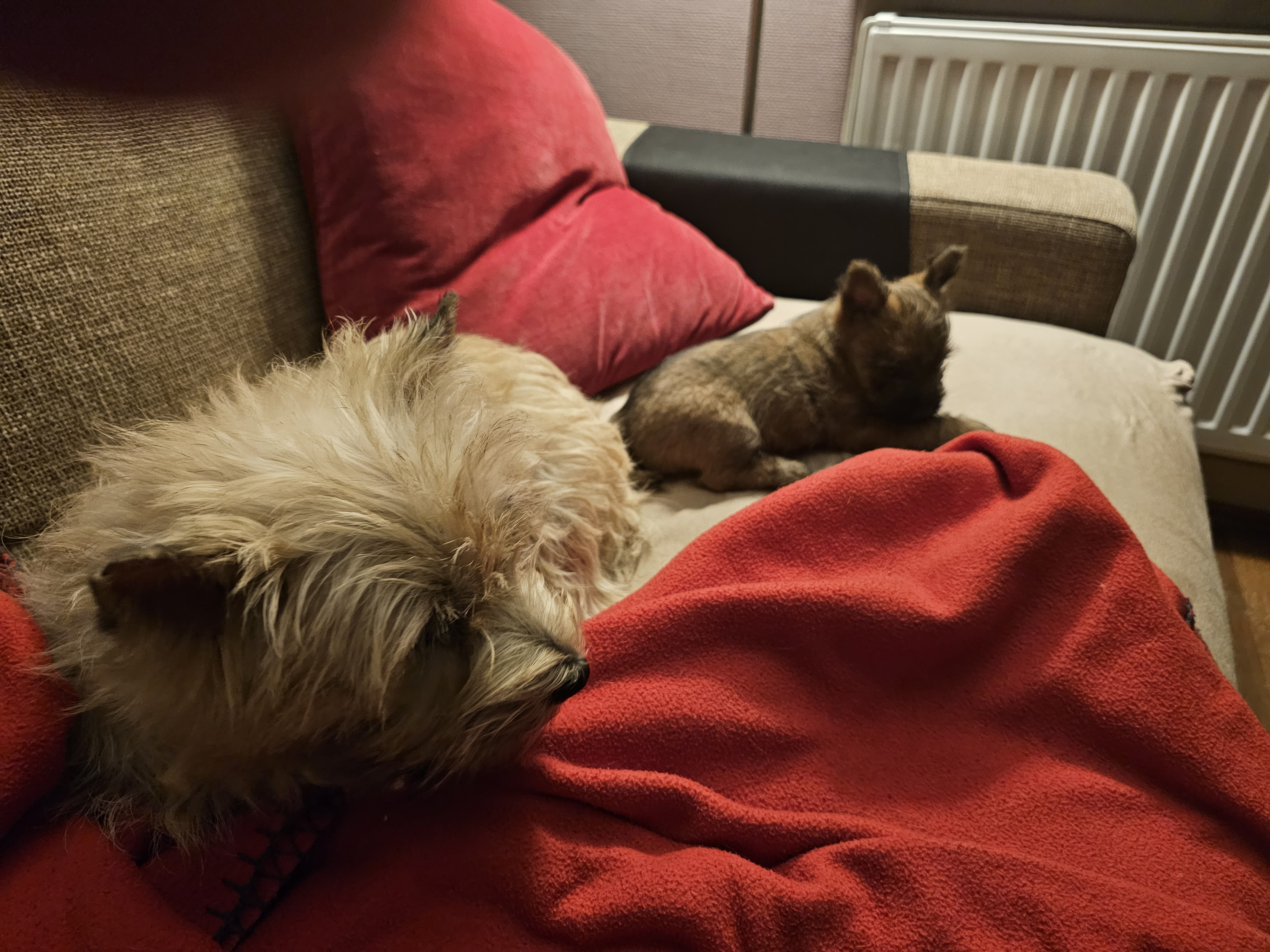 Vun Attilbrigga Cairn Terrier