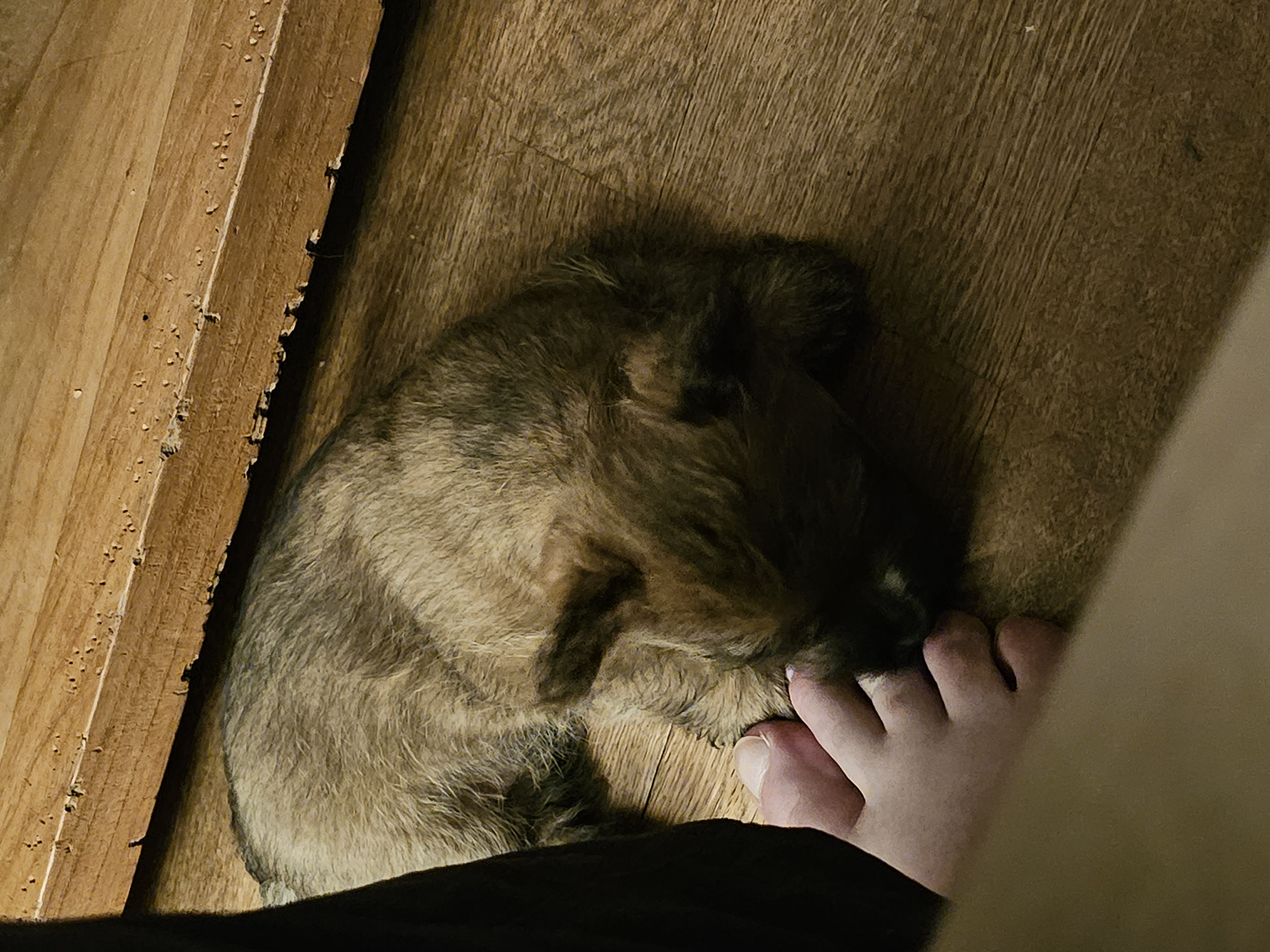 Vun Attilbrigga Cairn Terrier