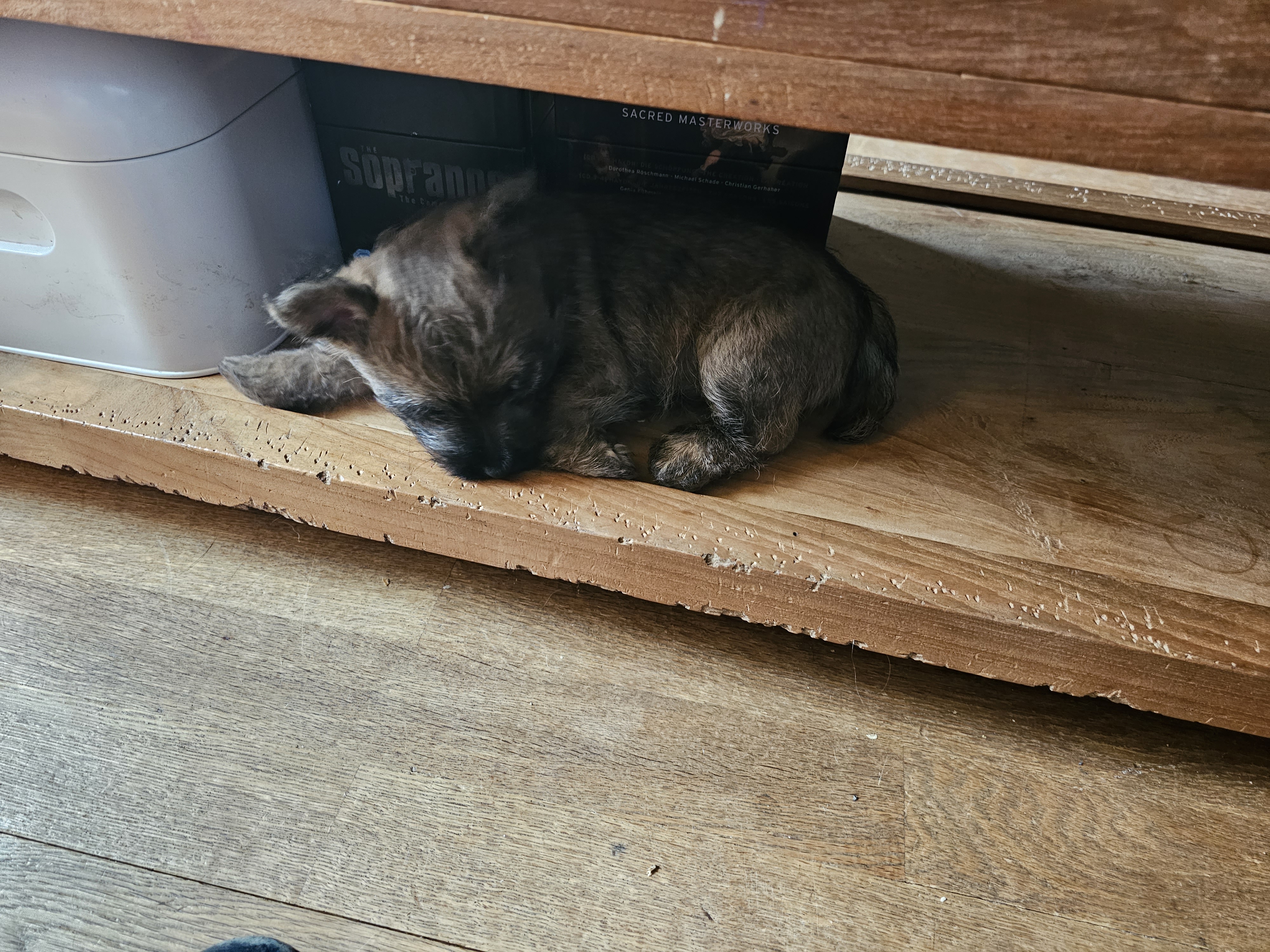 Vun Attilbrigga Cairn Terrier