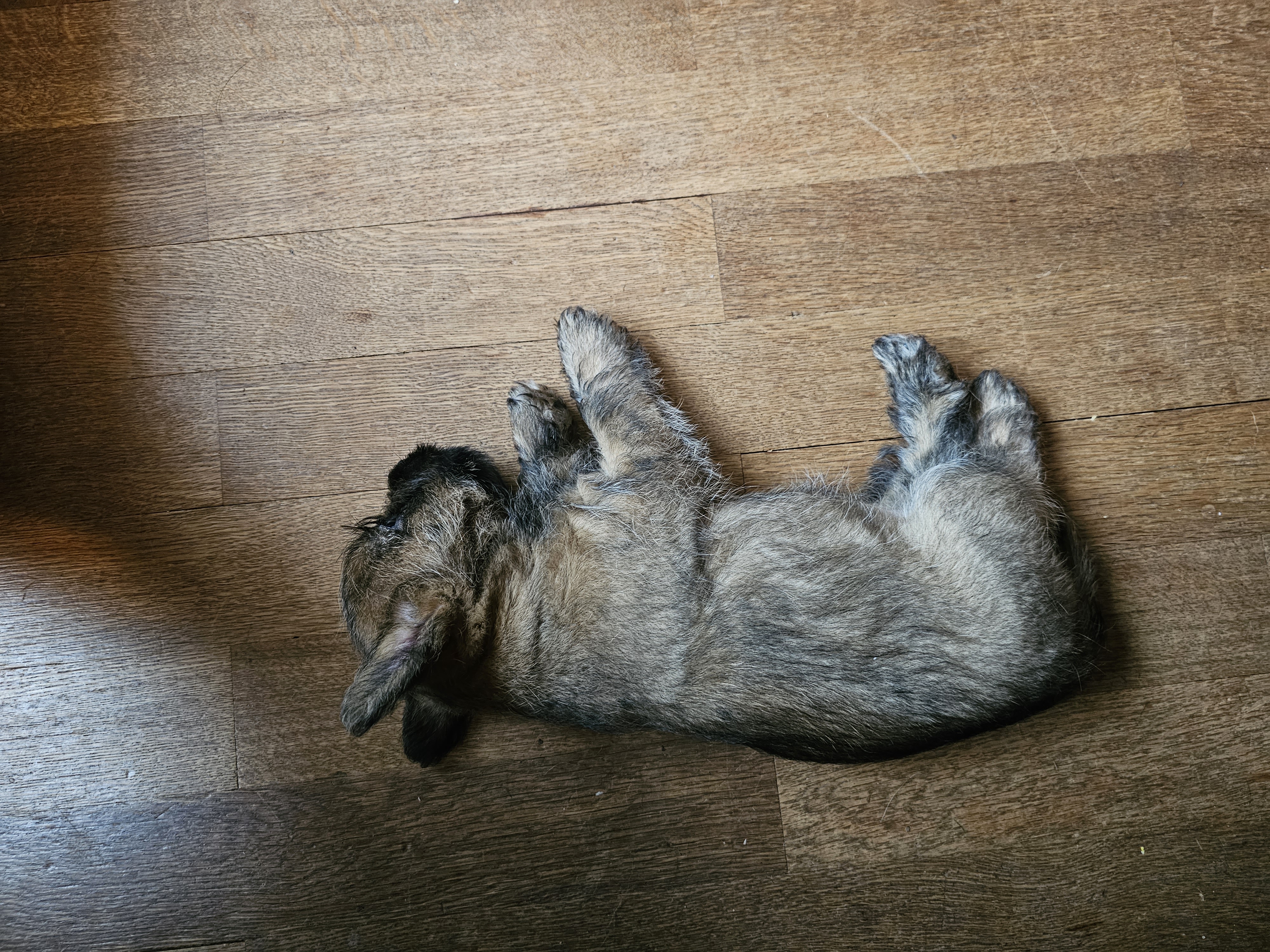 Vun Attilbrigga Cairn Terrier