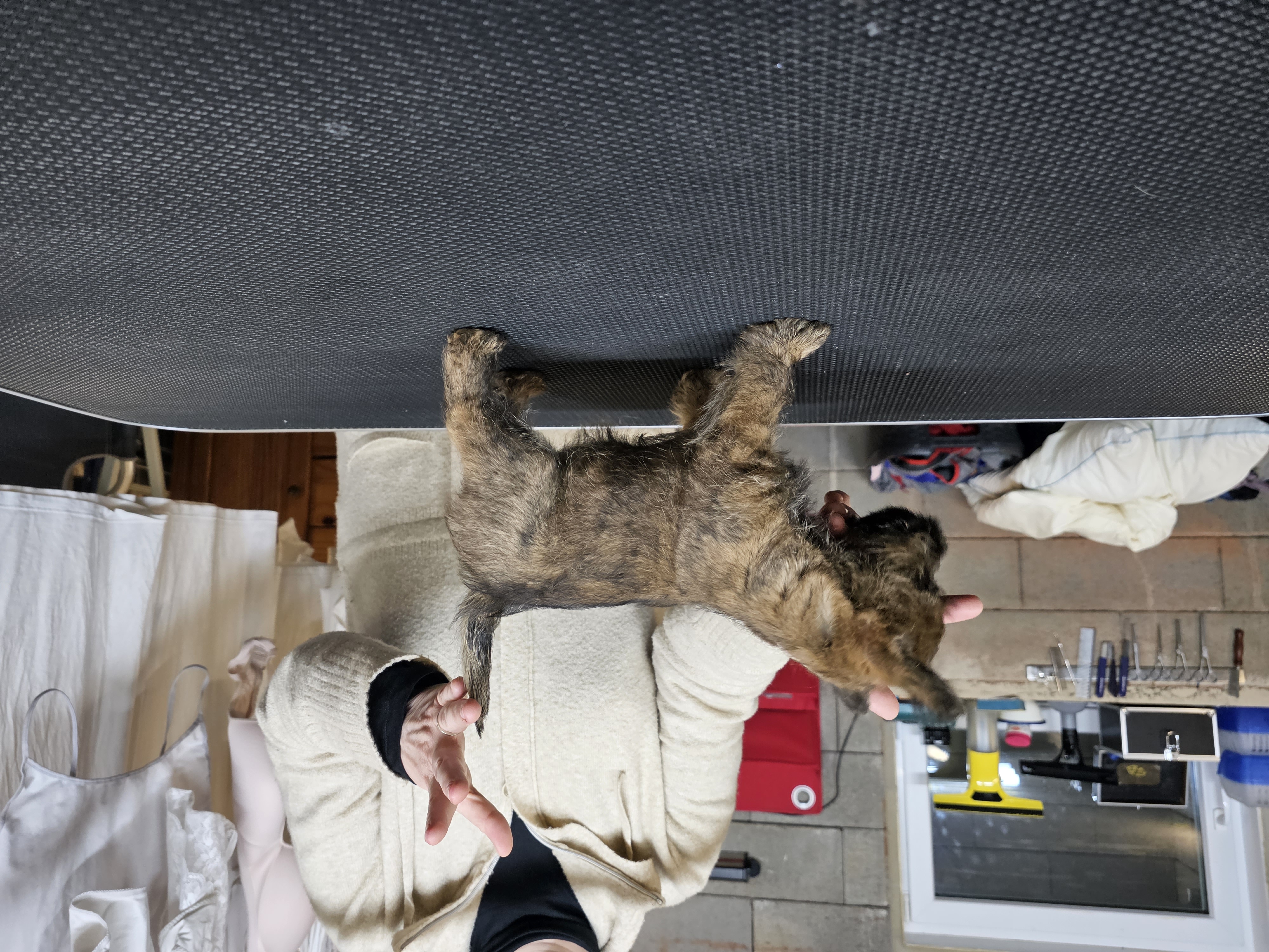 Vun Attilbrigga Cairn Terrier