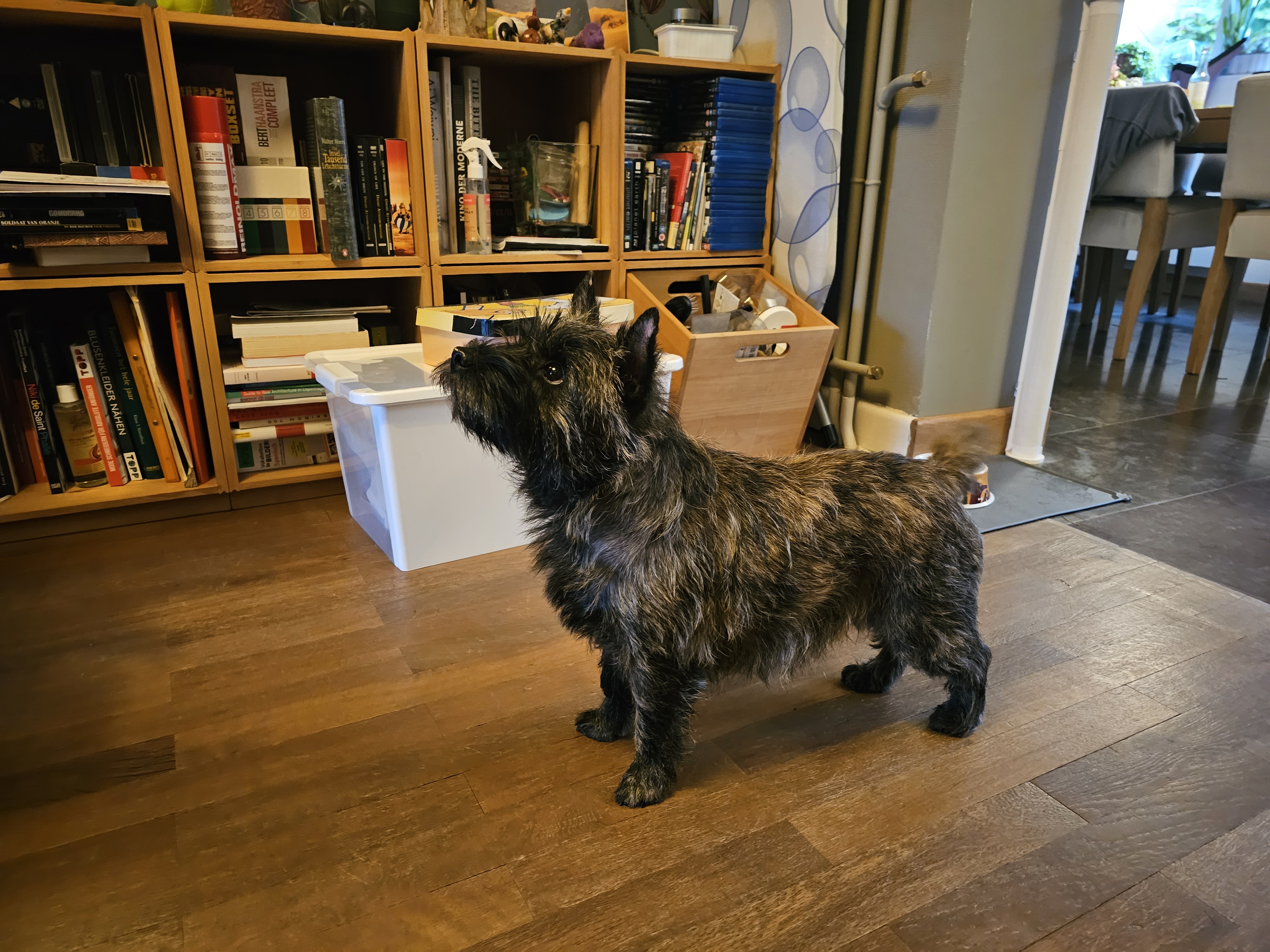 Vun Attilbrigga Cairn Terrier