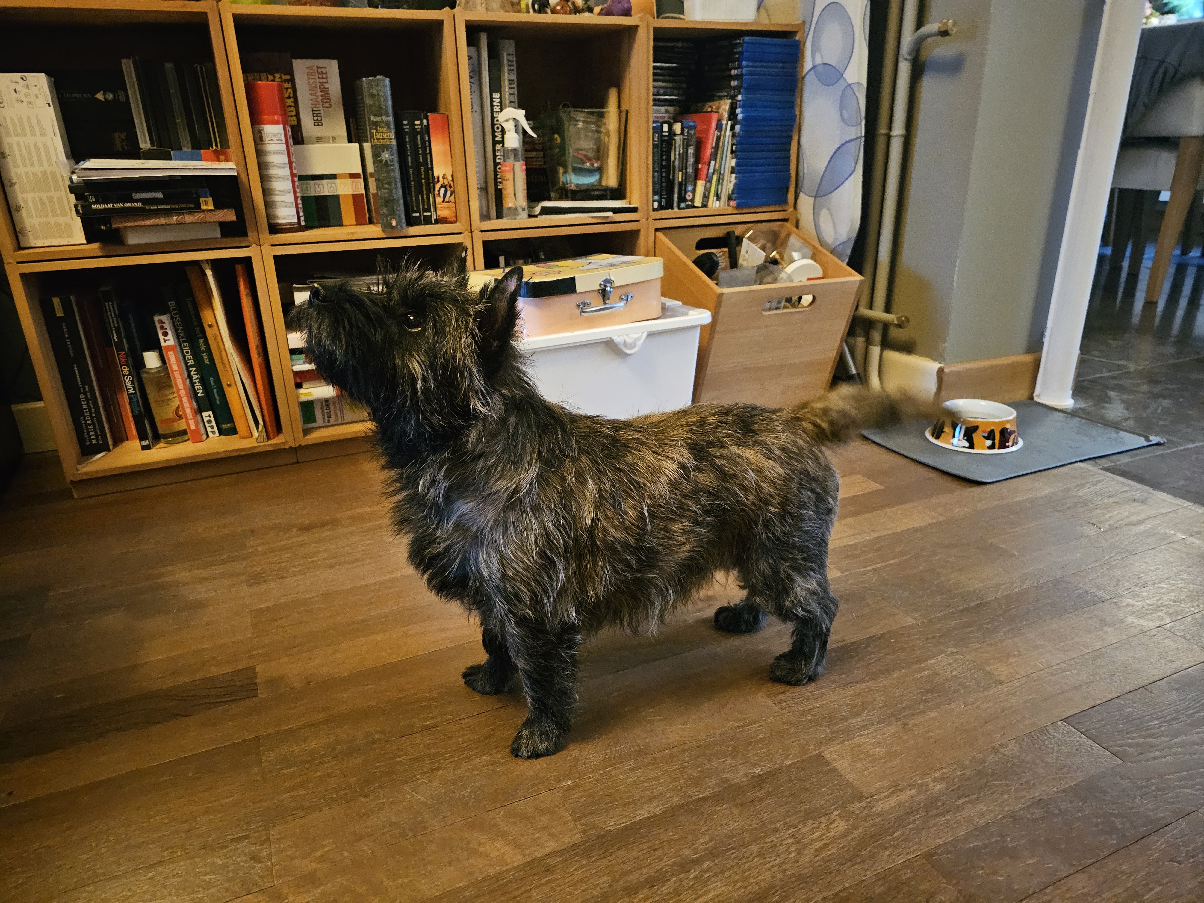 Vun Attilbrigga Cairn Terrier
