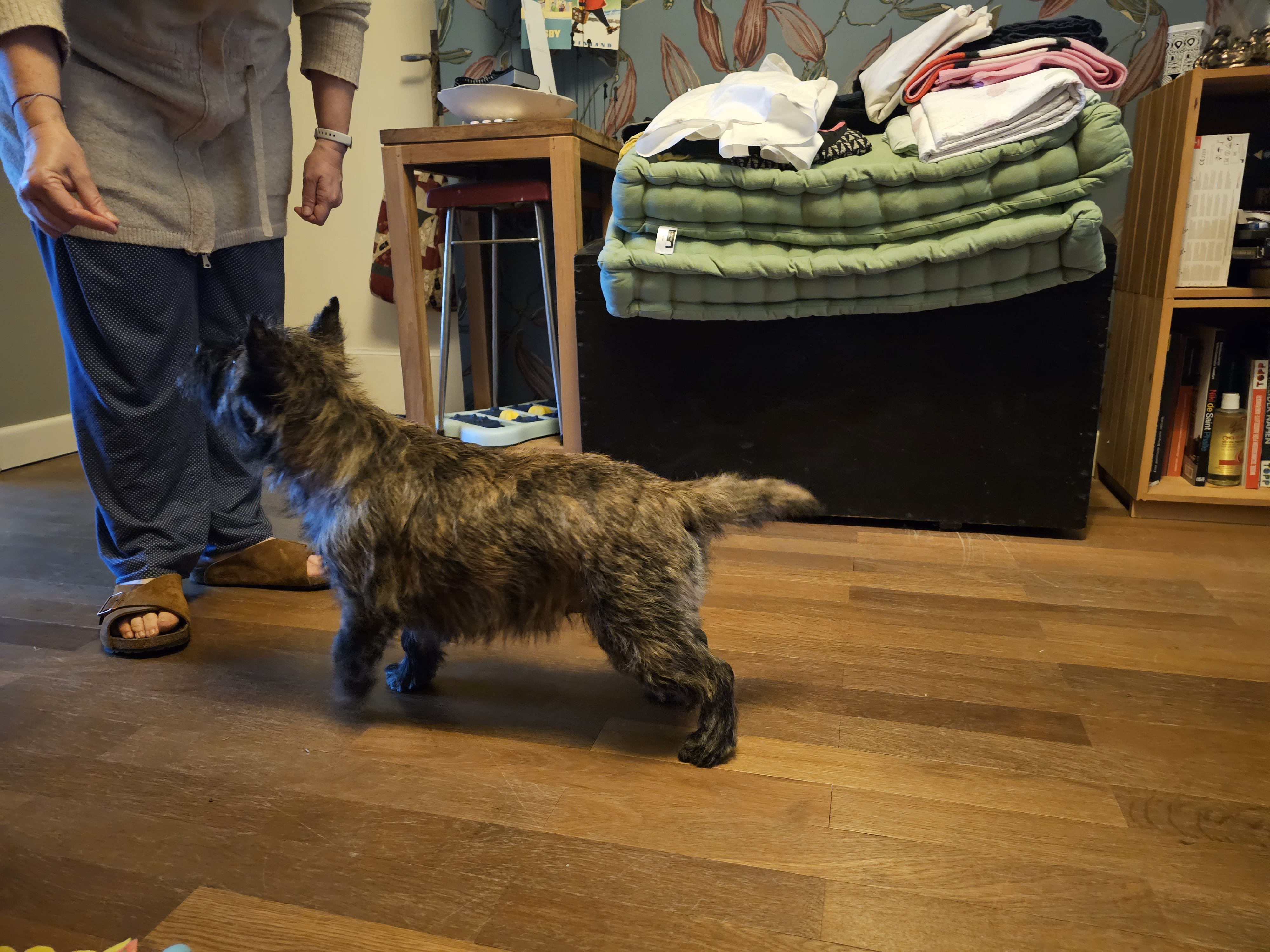 Vun Attilbrigga Cairn Terrier