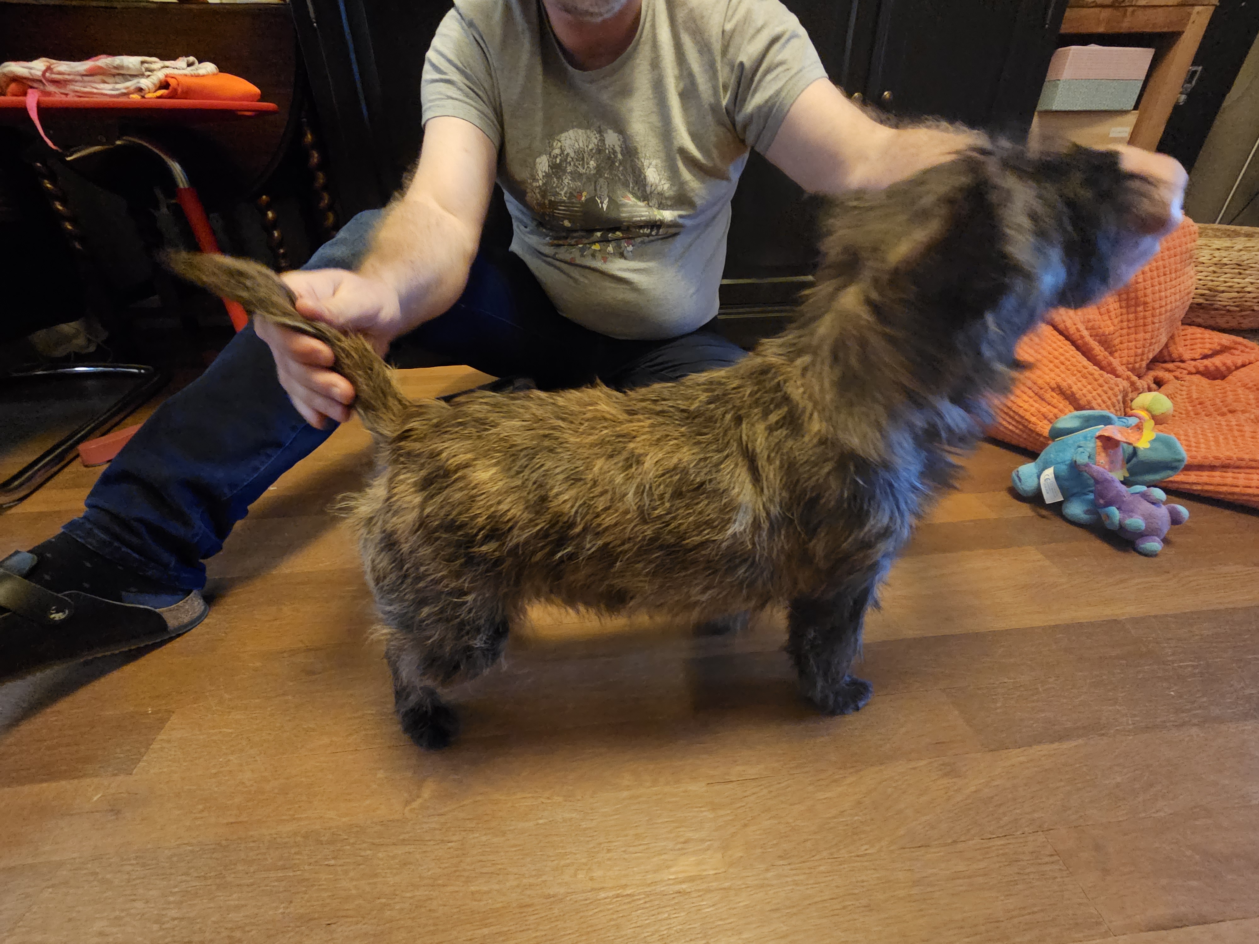 Vun Attilbrigga Cairn Terrier