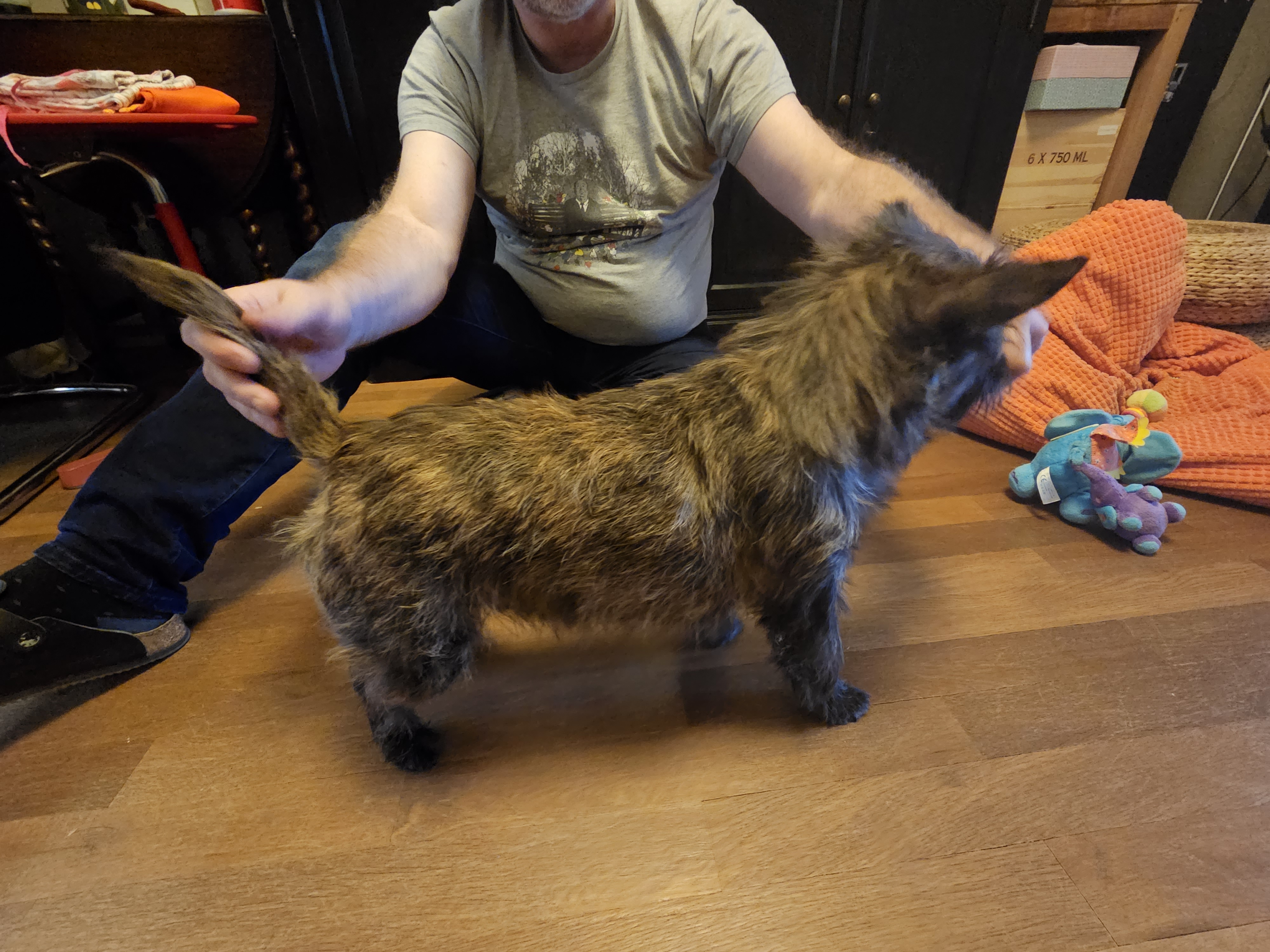 Vun Attilbrigga Cairn Terrier