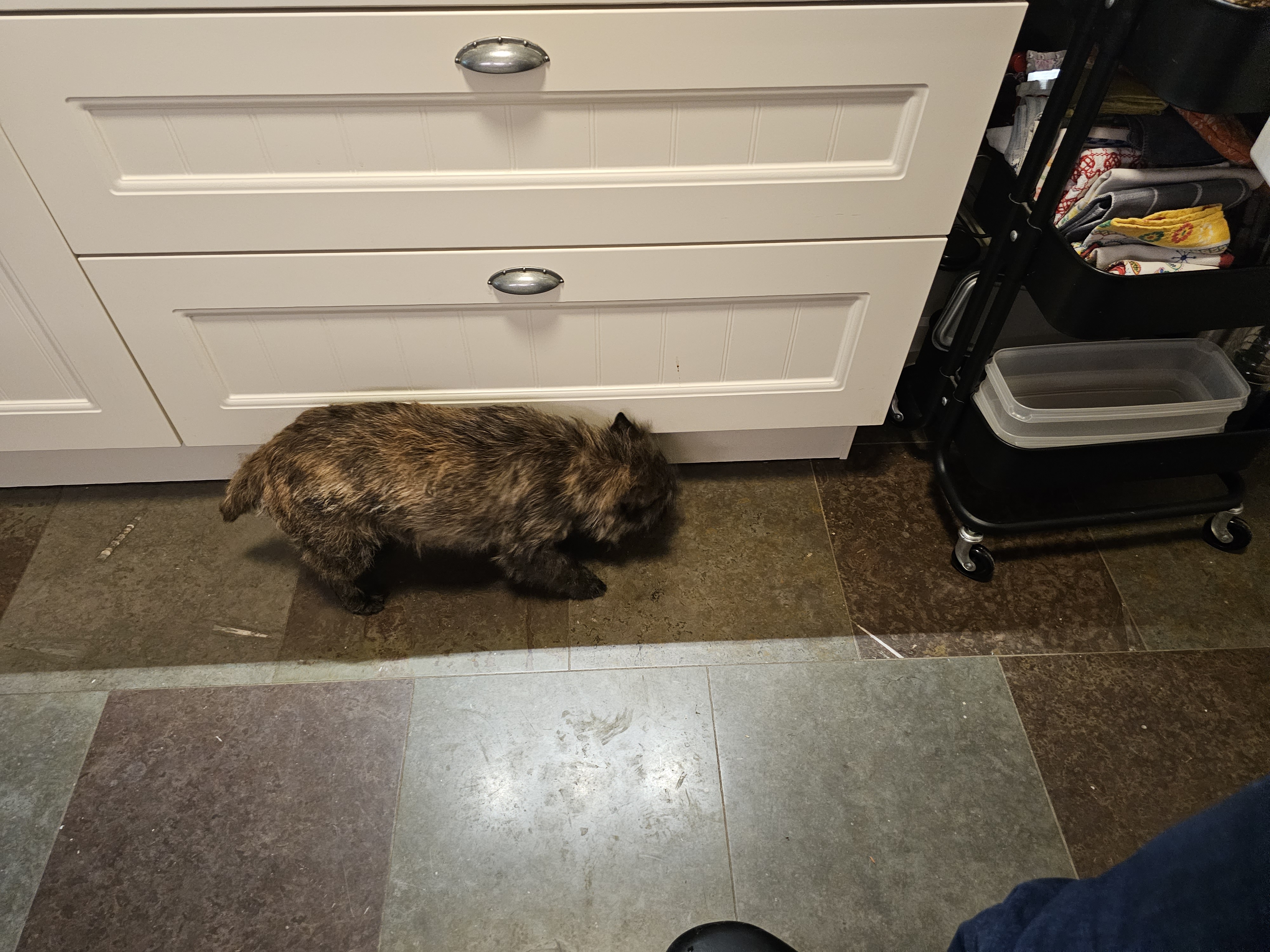 Vun Attilbrigga Cairn Terrier