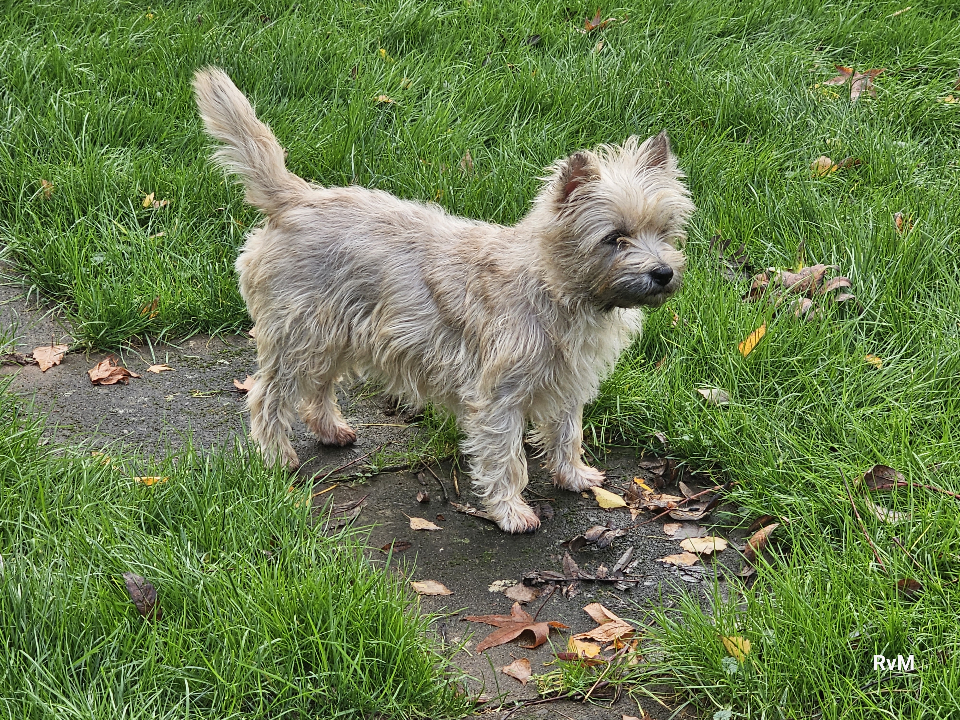 Vun Attilbrigga Cairn Terrier
