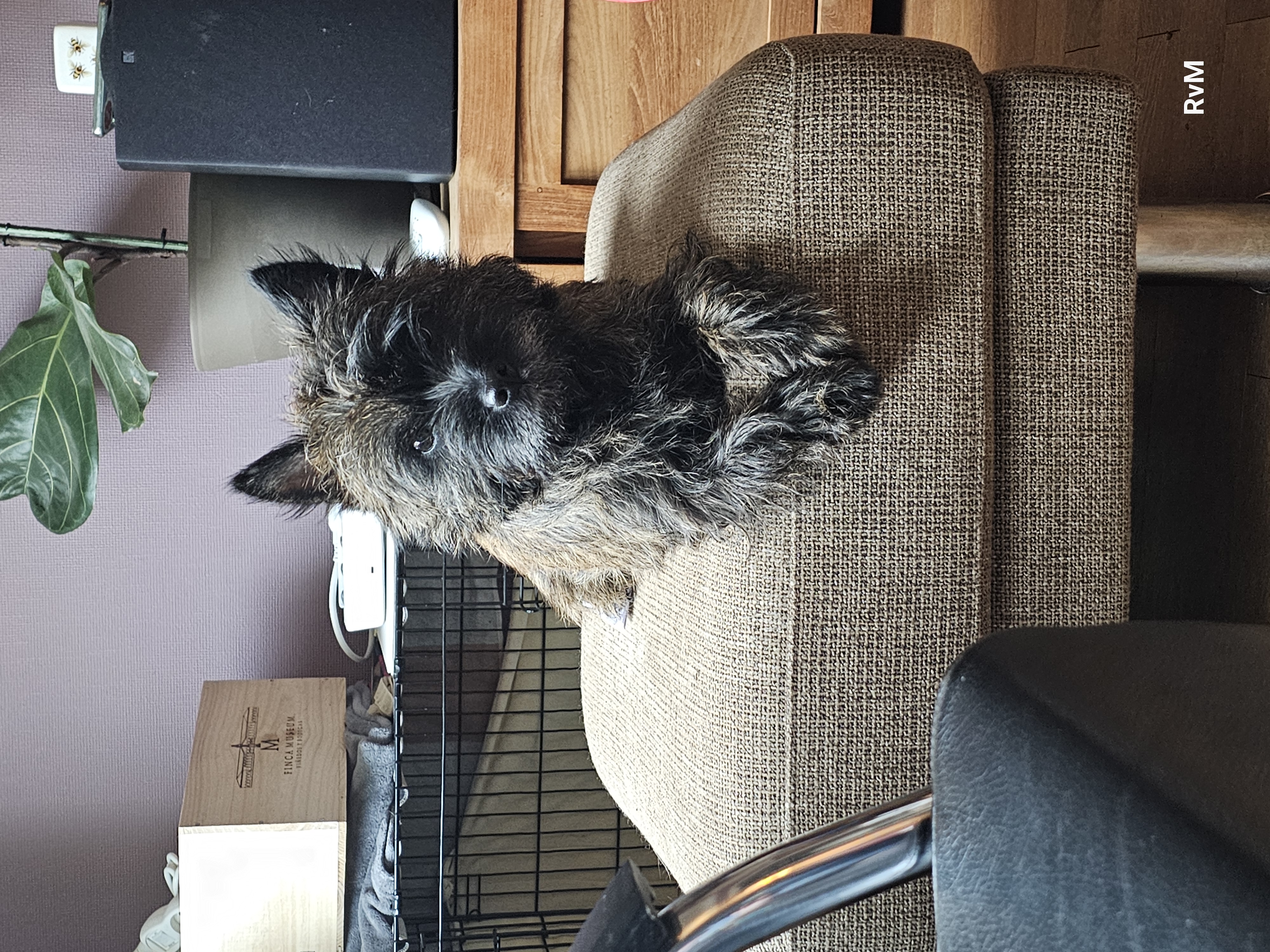 Vun Attilbrigga Cairn Terrier