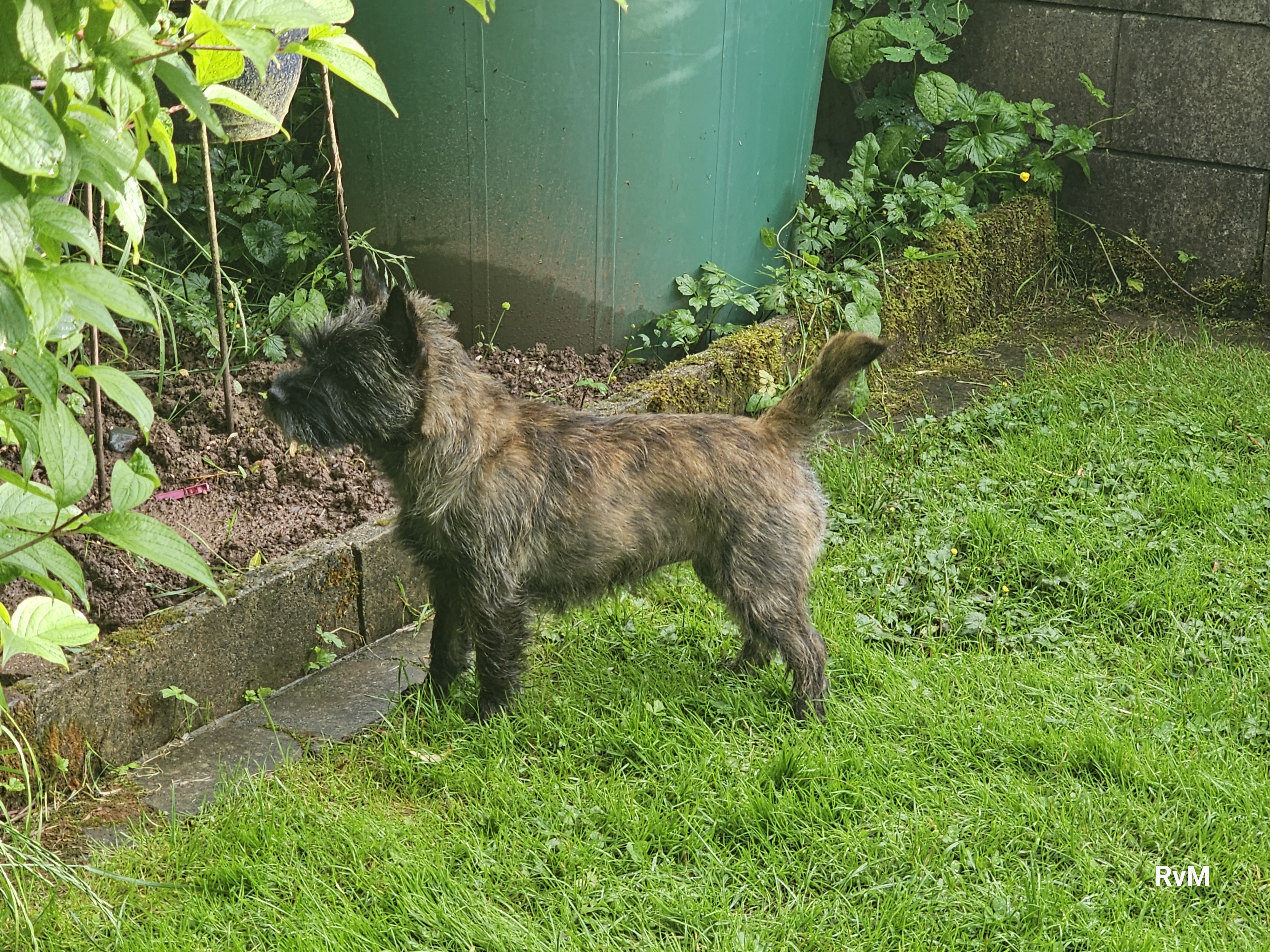 Vun Attilbrigga Cairn Terrier