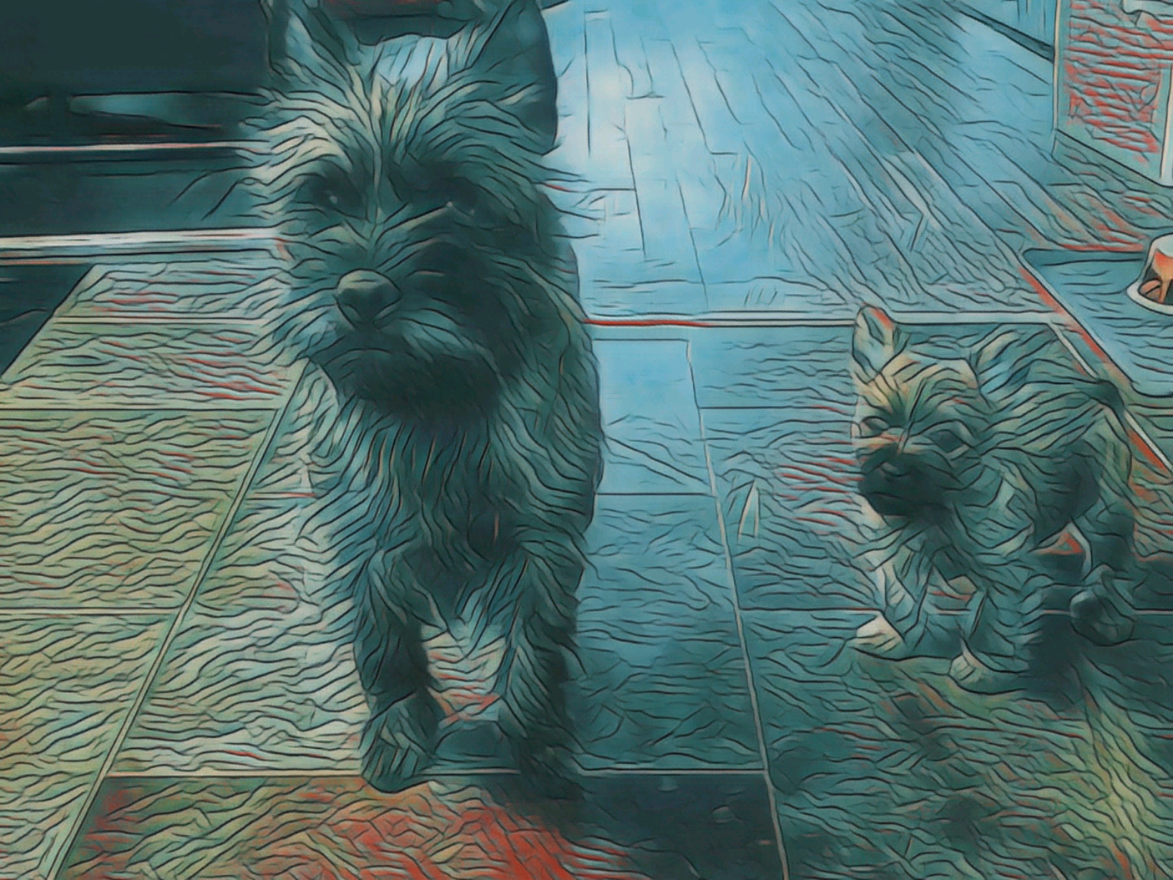 Vun Attilbrigga Cairn Terrier