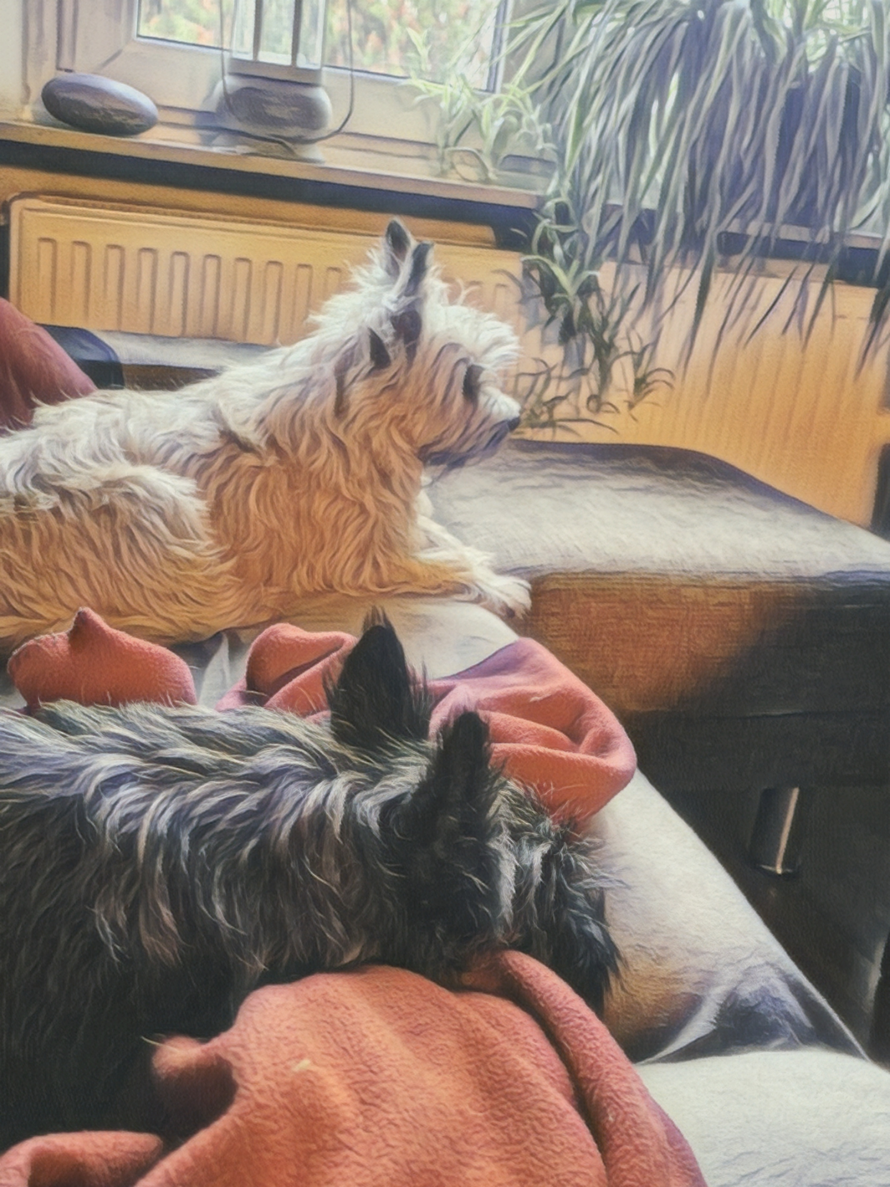 Vun Attilbrigga Cairn Terrier