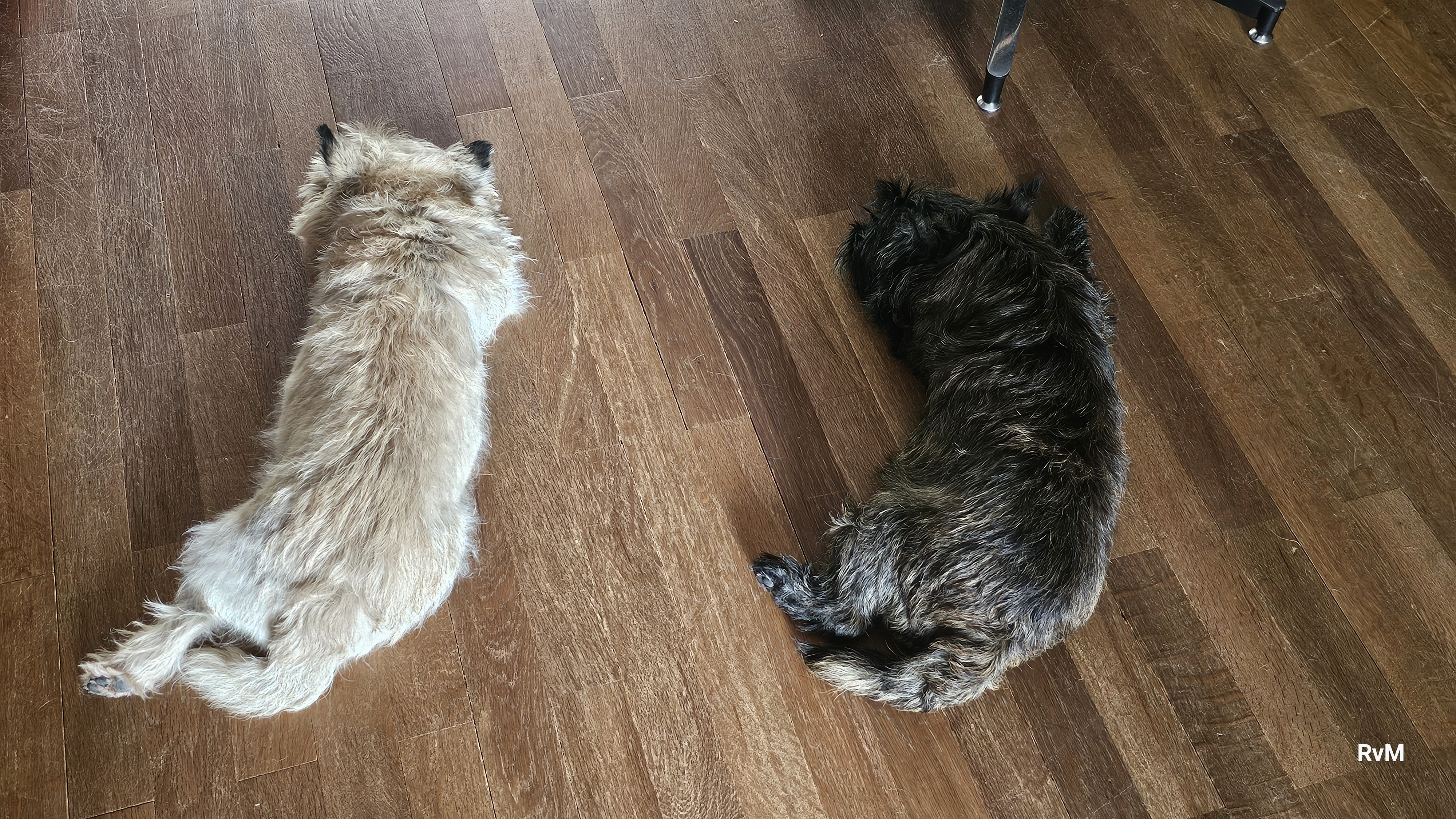 Vun Attilbrigga Cairn Terrier