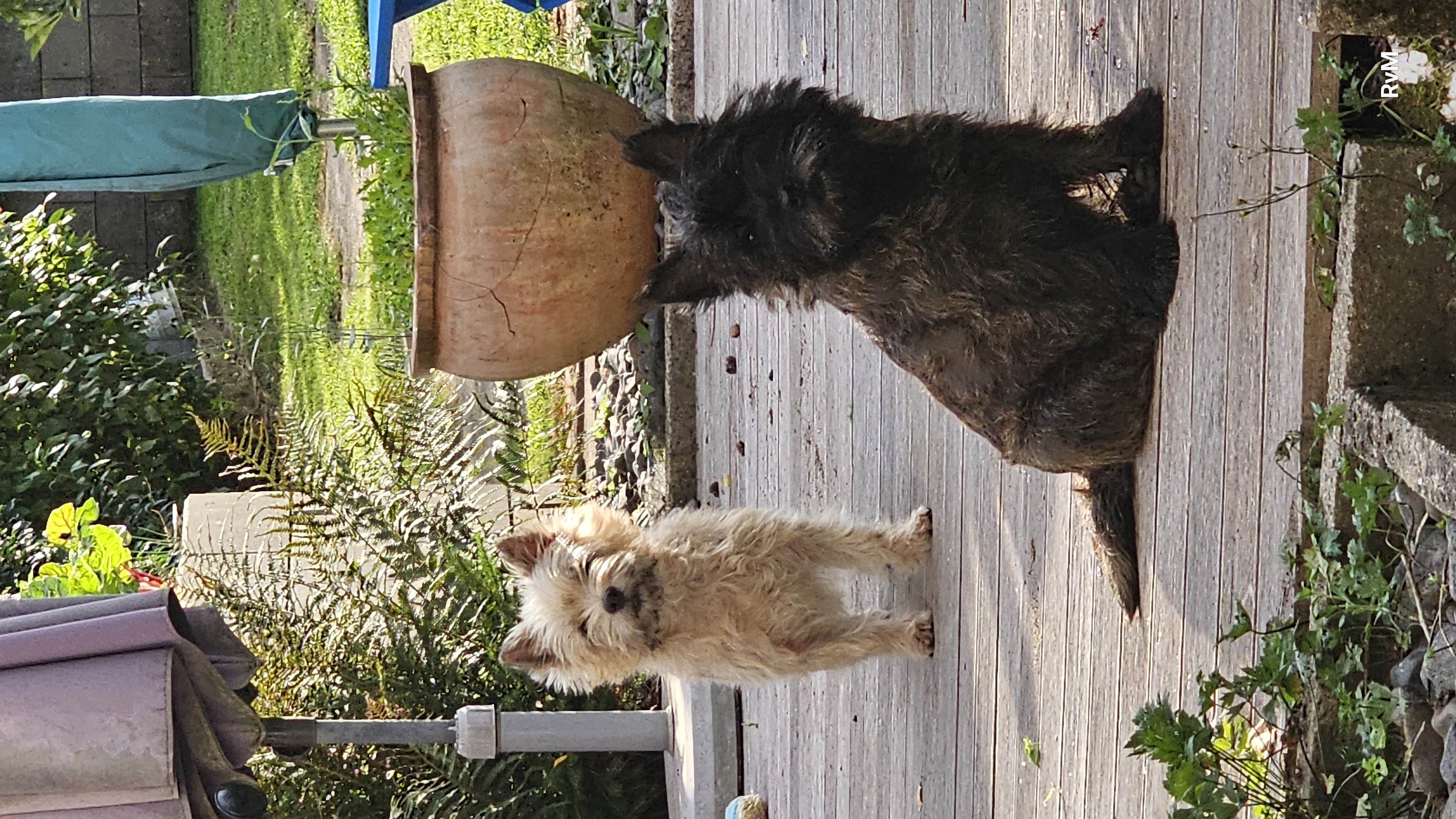 Vun Attilbrigga Cairn Terrier