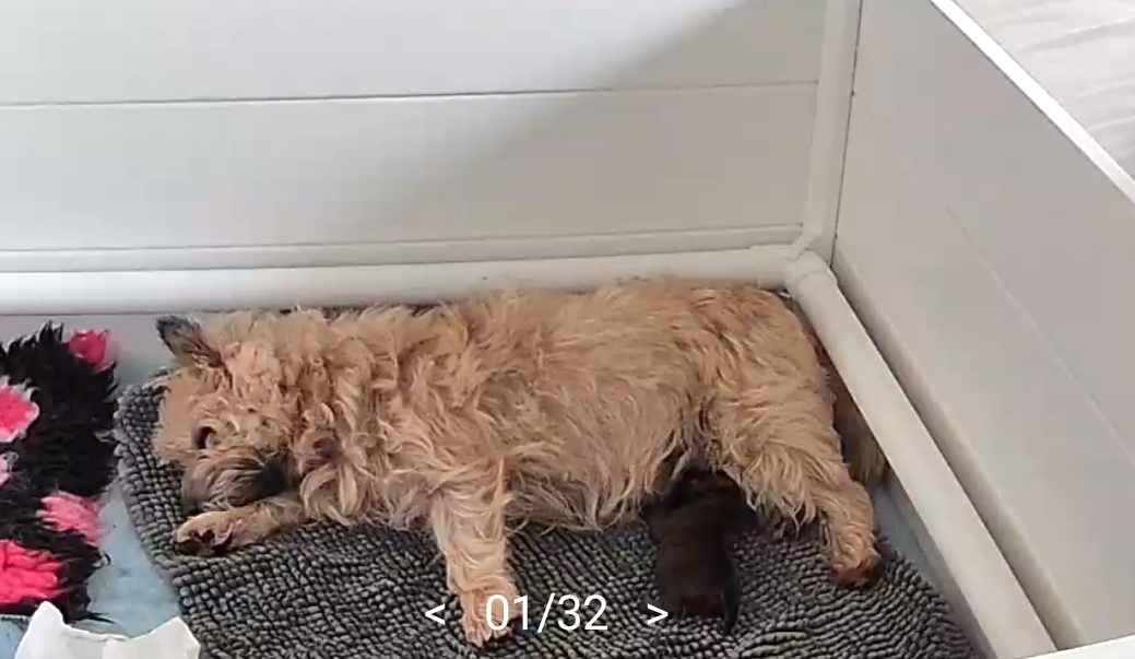 Vun Attilbrigga Cairn Terrier