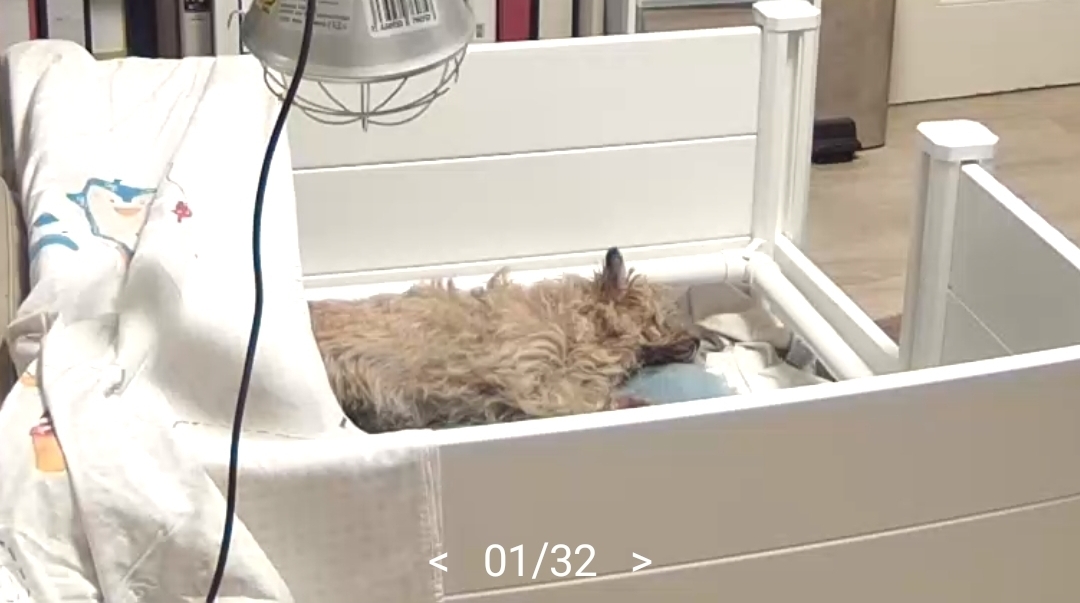 Vun Attilbrigga Cairn Terrier