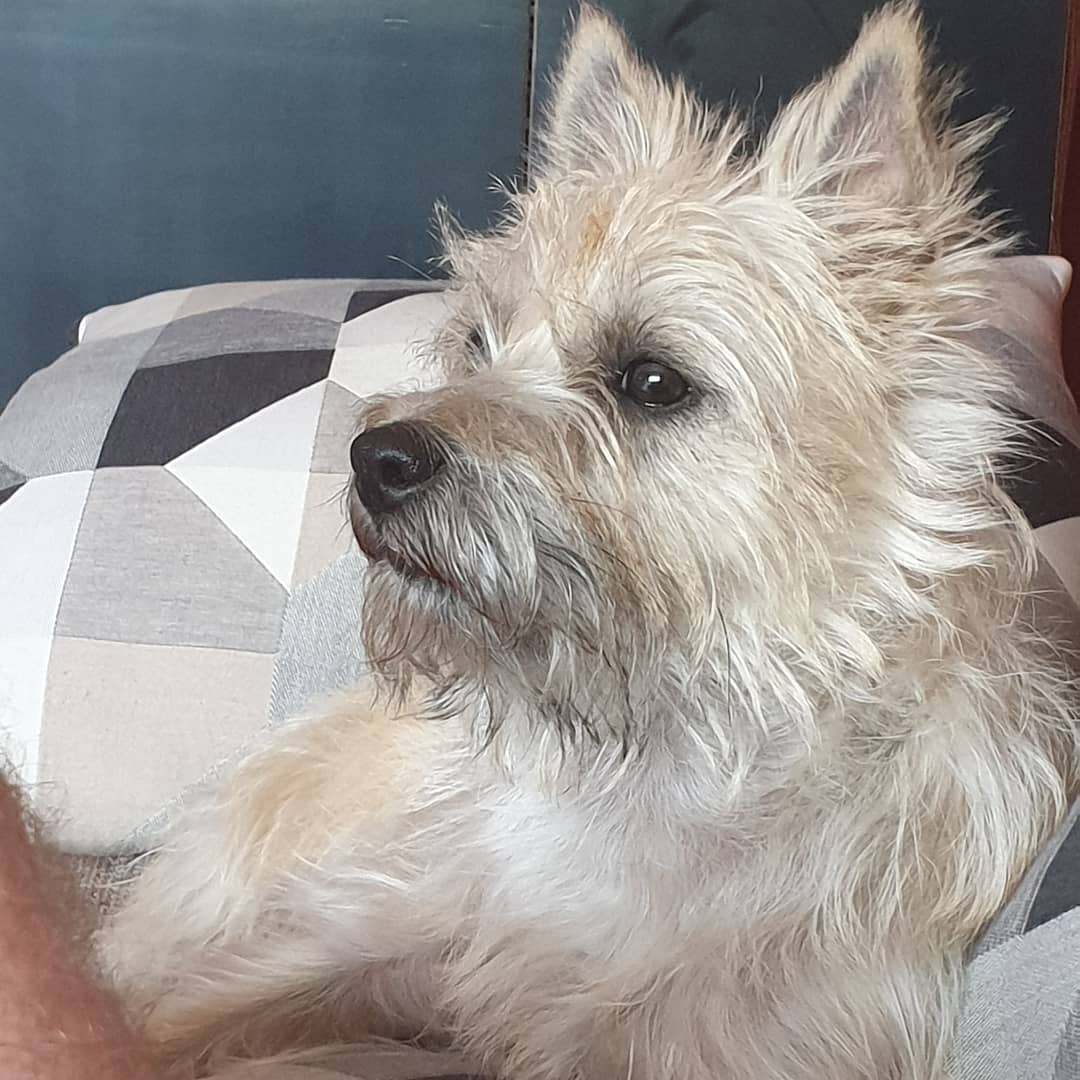 Vun Attilbrigga Cairn Terrier