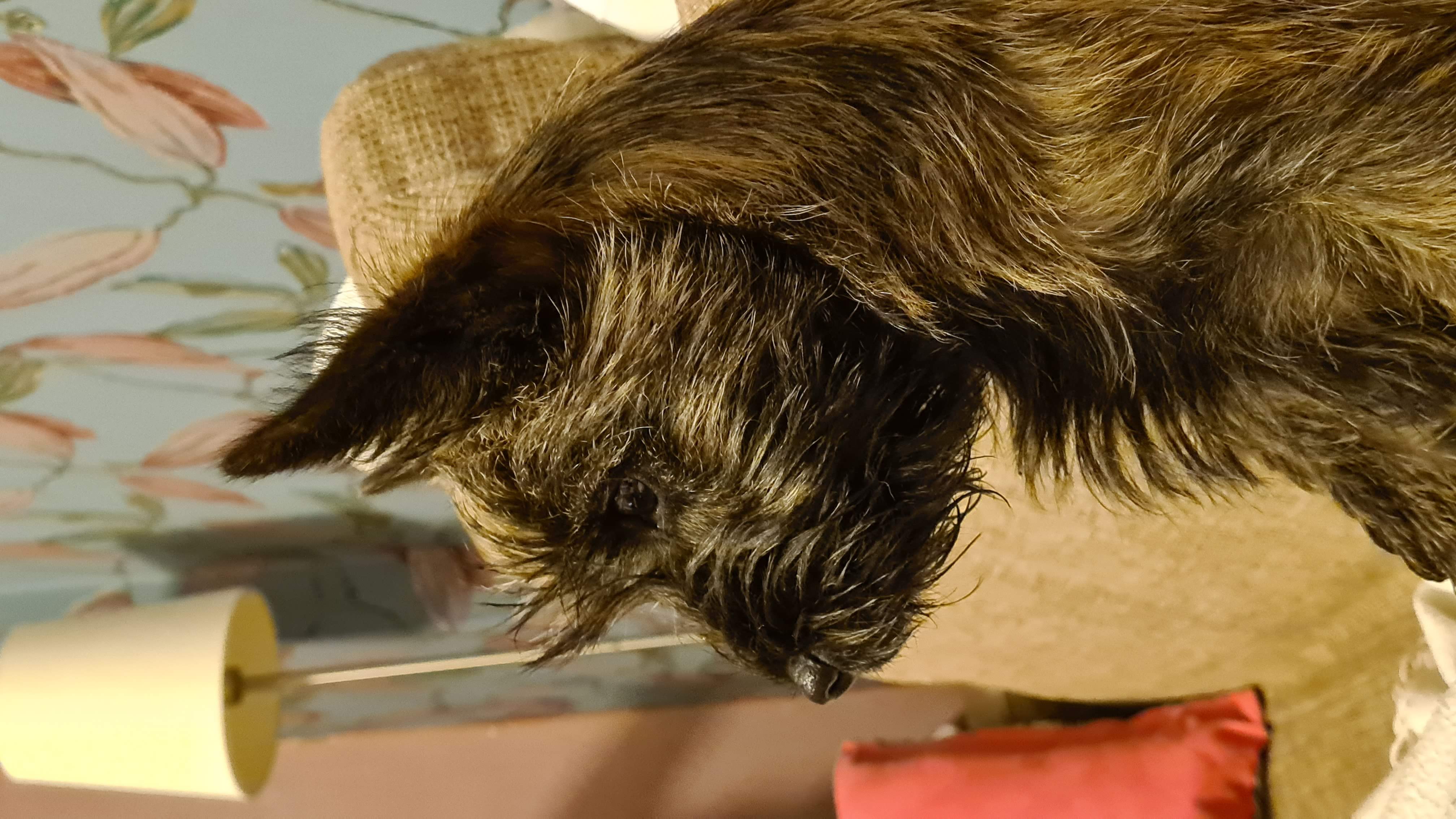 Vun Attilbrigga Cairn Terrier