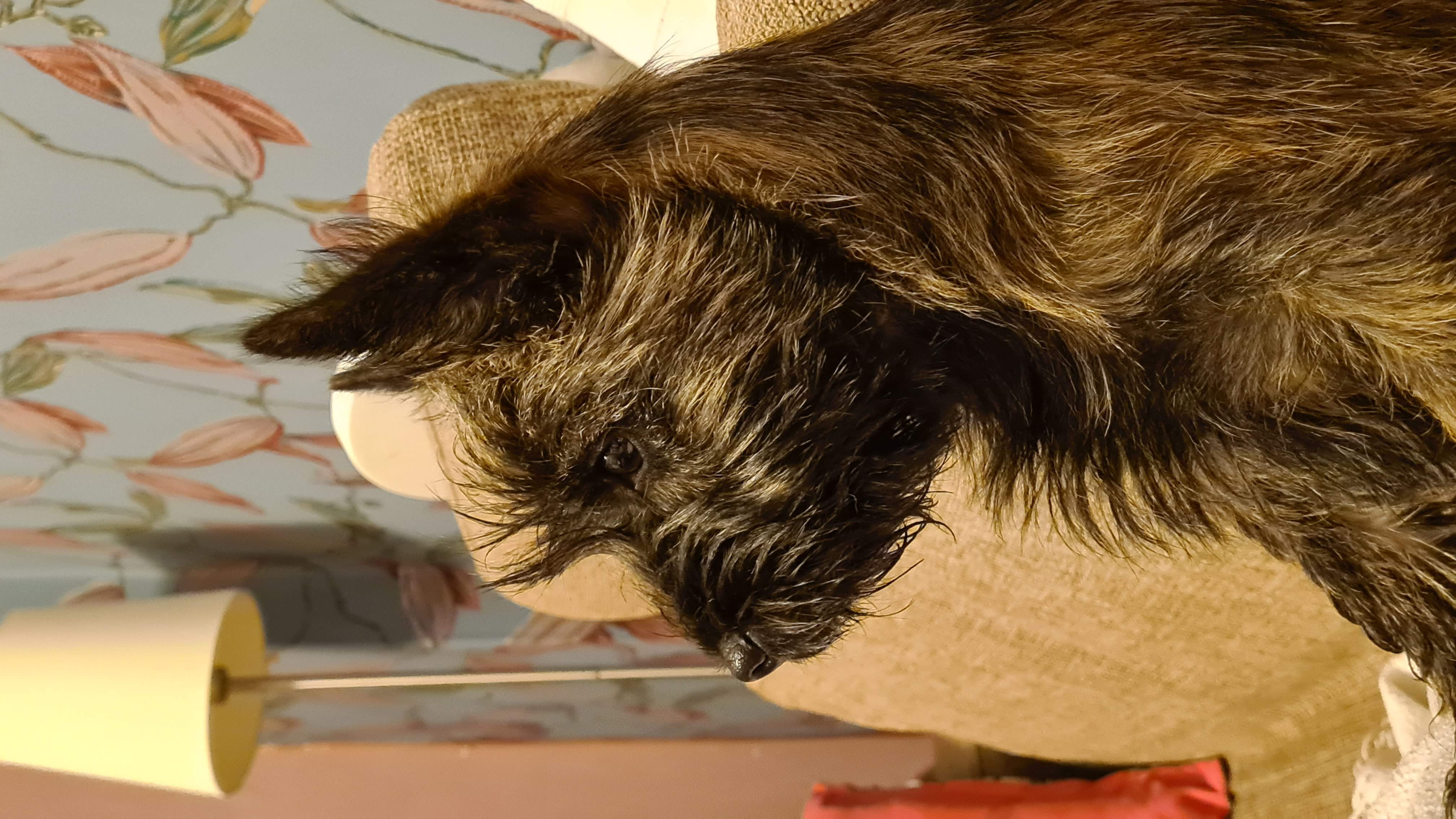 Vun Attilbrigga Cairn Terrier