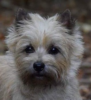 Vun Attilbrigga Cairn Terrier