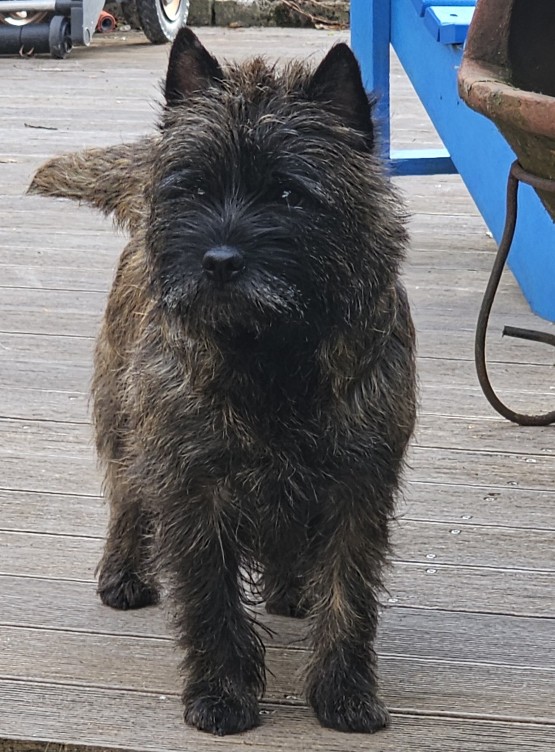 Vun Attilbrigga Cairn Terrier