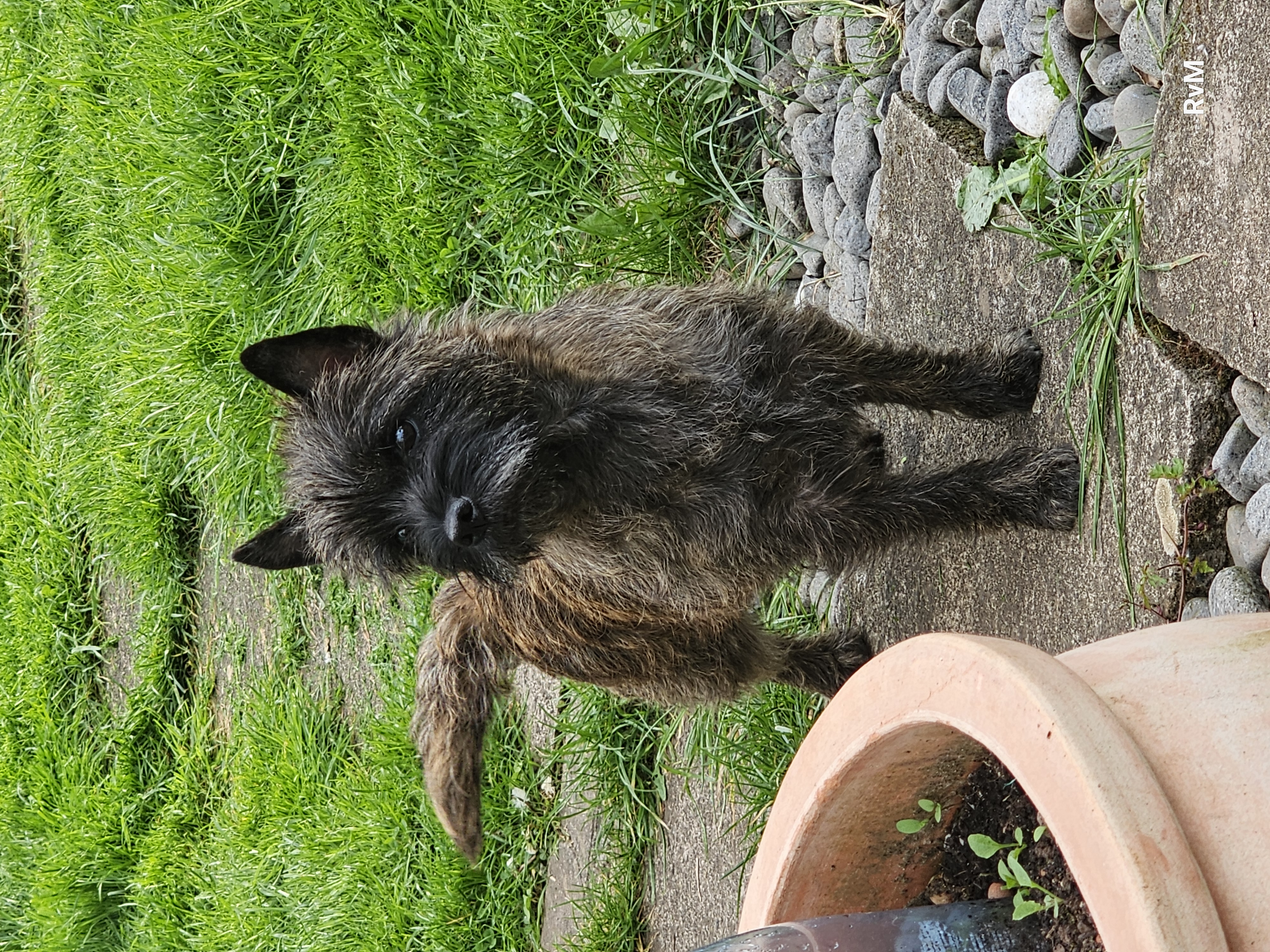 Vun Attilbrigga Cairn Terrier