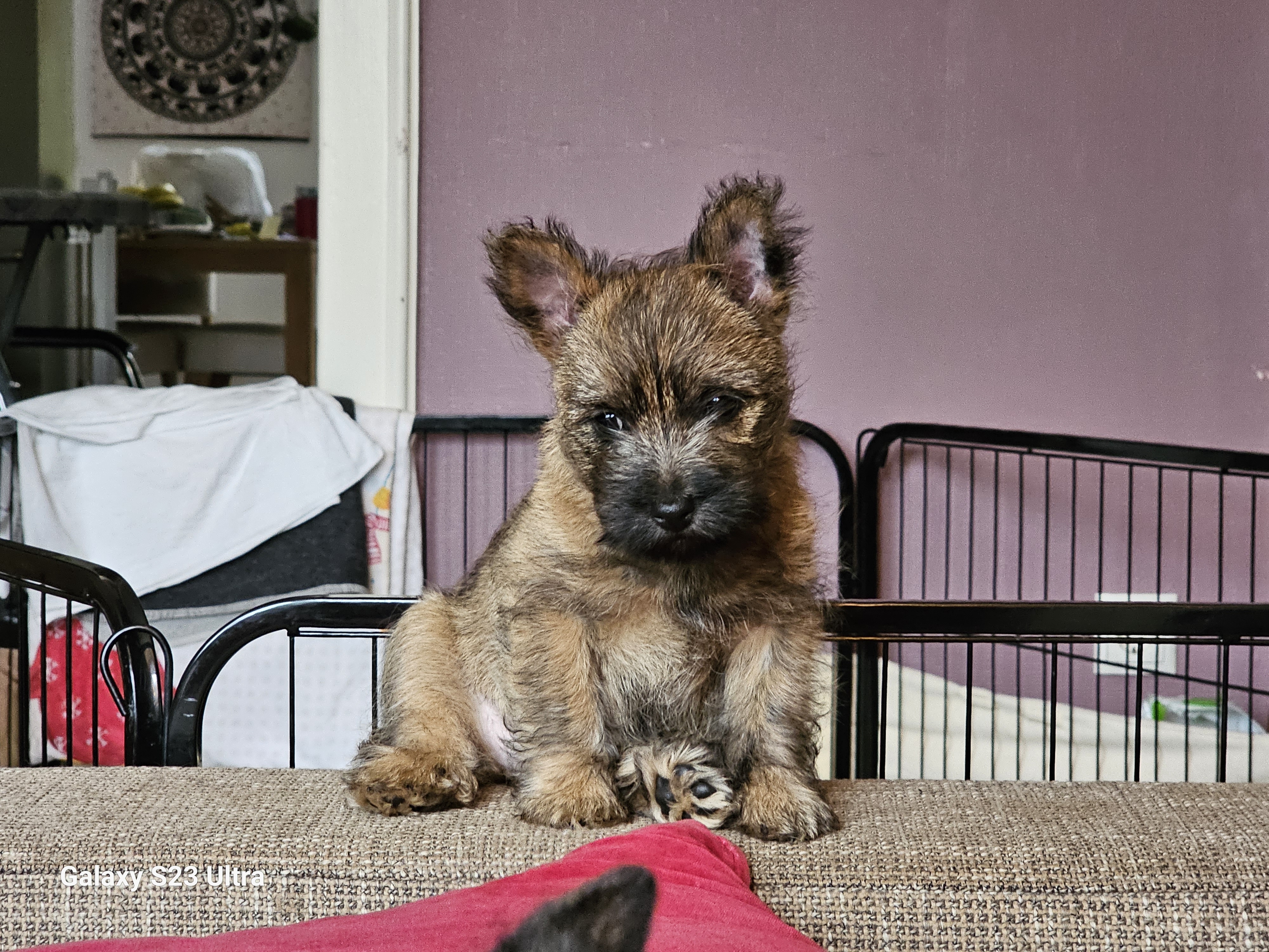 Vun Attilbrigga Cairn Terrier